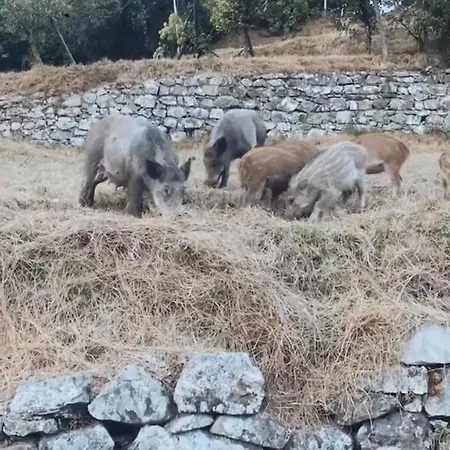 Agrogallo